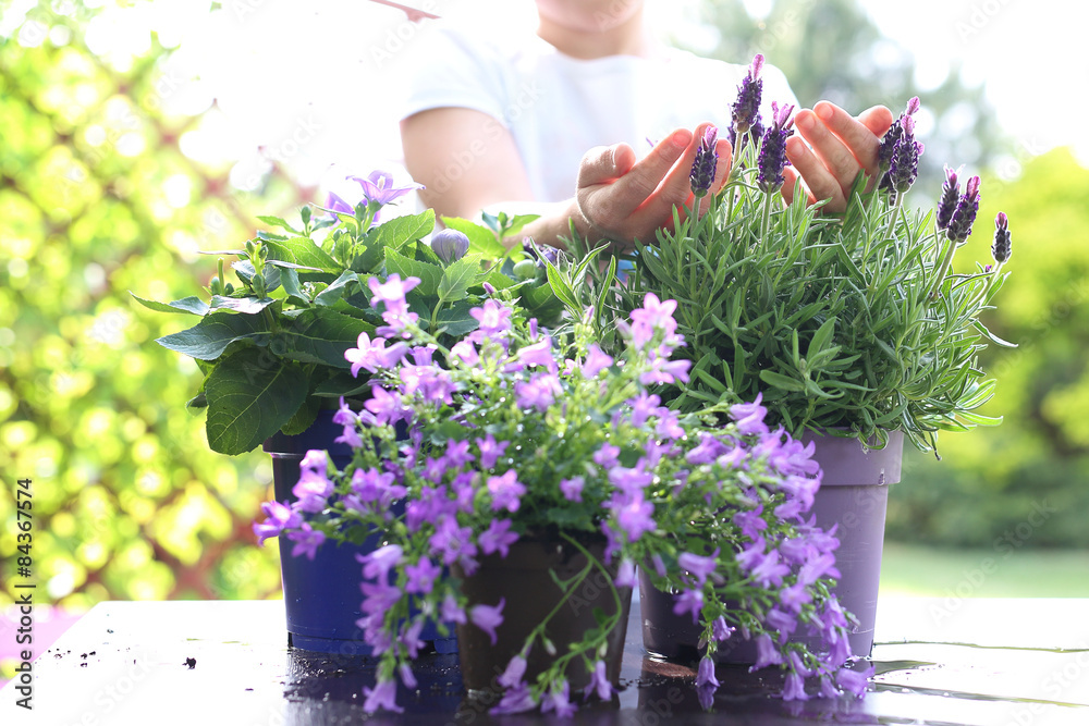 Fototapeta premium Lawenda, lawendowa kompozycja kwiatowa