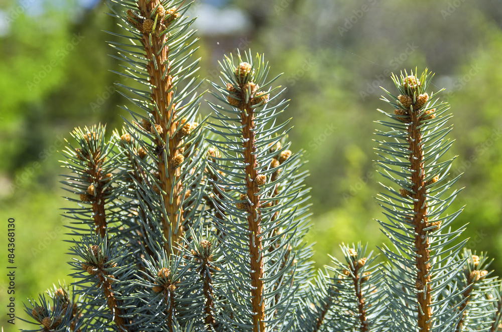 Fresh treetops of small spruces.