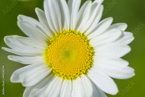 daisy flower