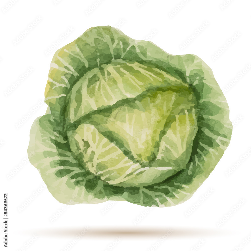 Fototapeta premium Watercolor handmade cabbage
