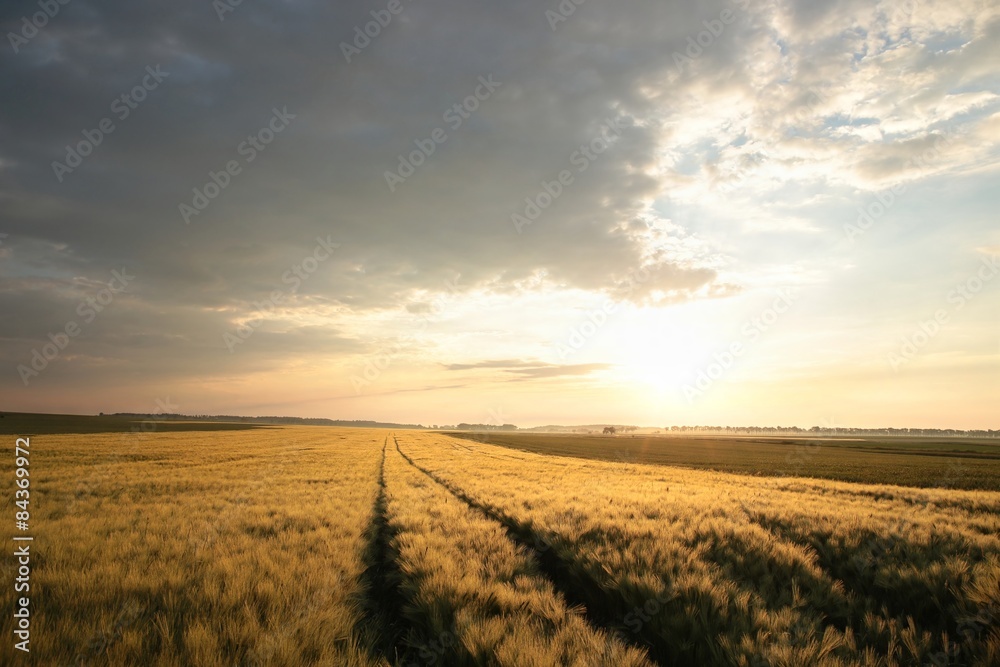 Sunrise over a field of grain