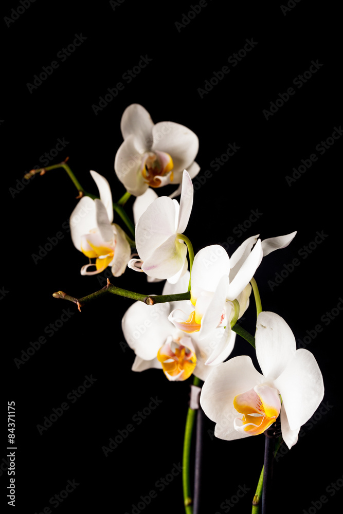 white orchid flowers