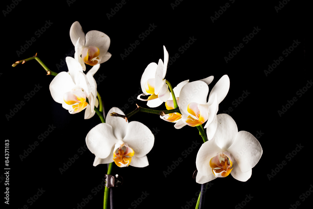 Fototapeta premium białe kwiaty orchidei