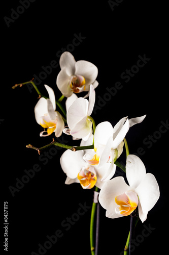 white orchid flowers
