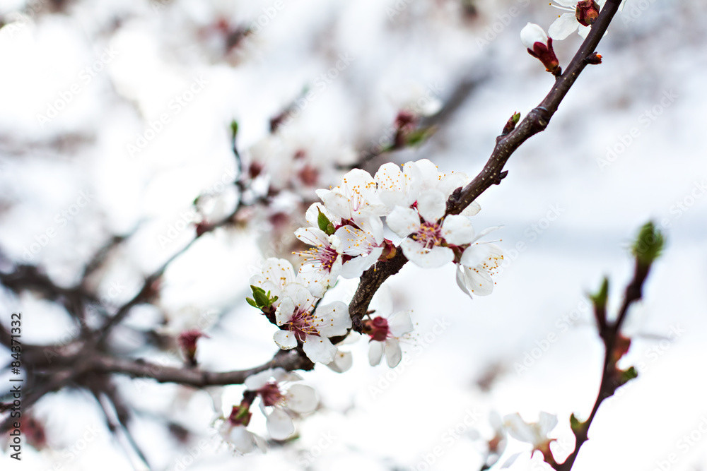 Apricot tree flowers. Spring white flowers 