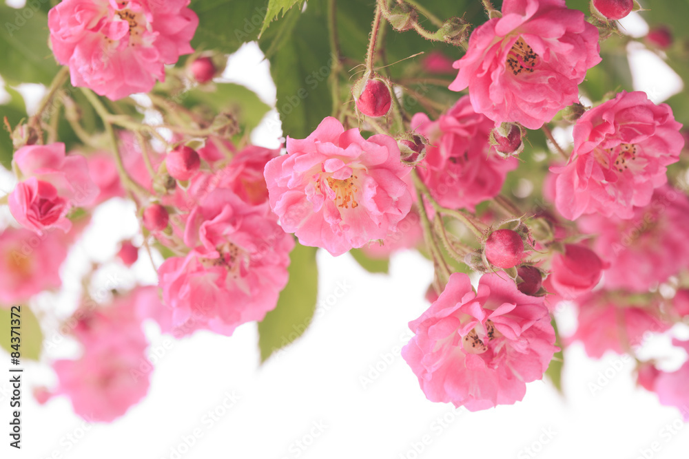 Pink rose bush