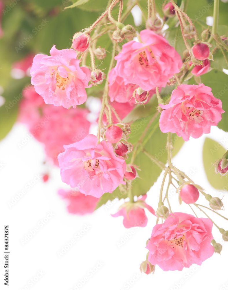 Naklejka premium Pink rose bush