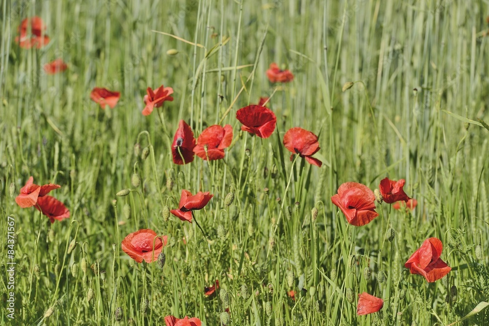 Fototapeta premium Полевые маки
