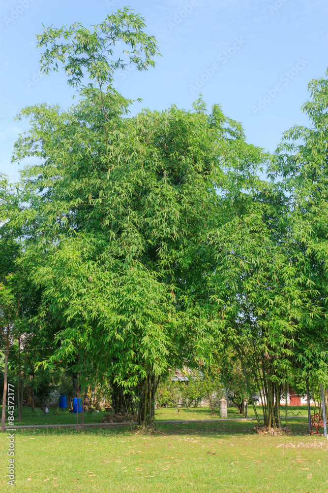 bamboo tree