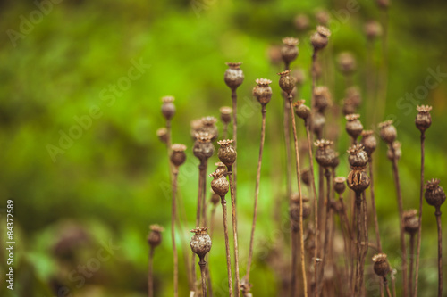 Dry poppy plant