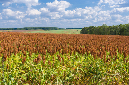Summer landscape with panicum field in central Ukraine