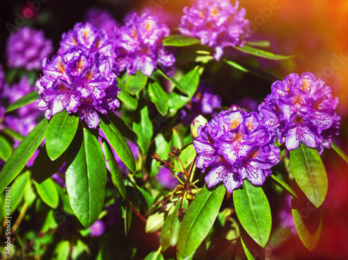 Wallpaper Mural Rhododendron Torontodigital.ca