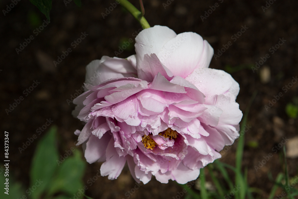 Blossoming bush of peony after the rain