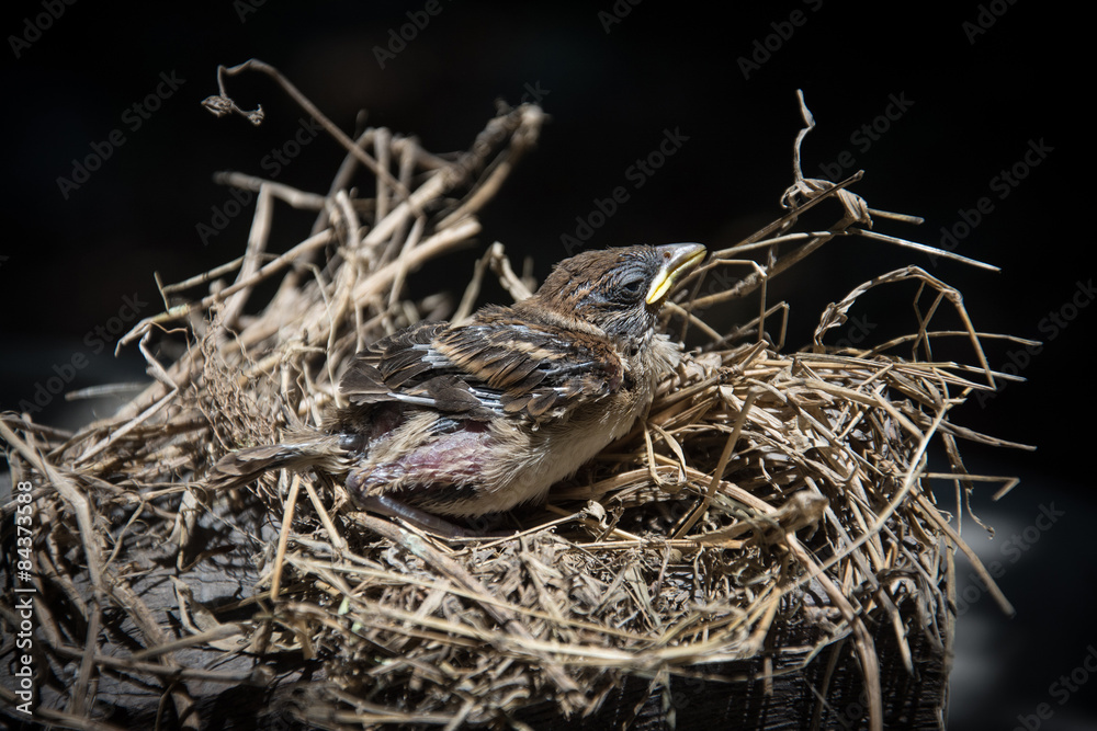 Obraz premium baby bird in nest 