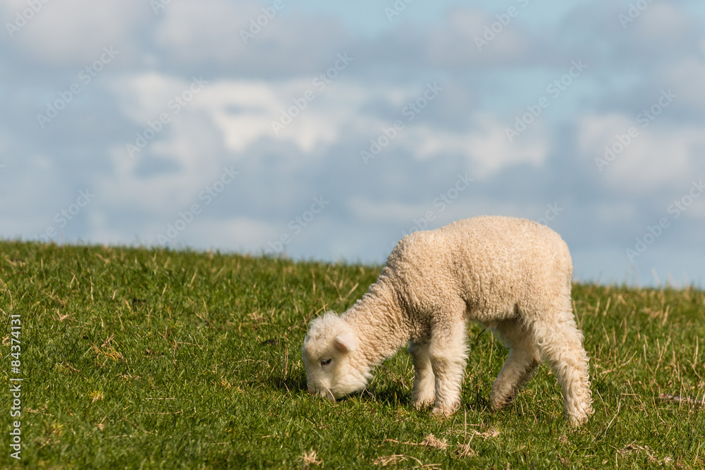 Fototapeta premium isolated newborn lamb grazing on meadow