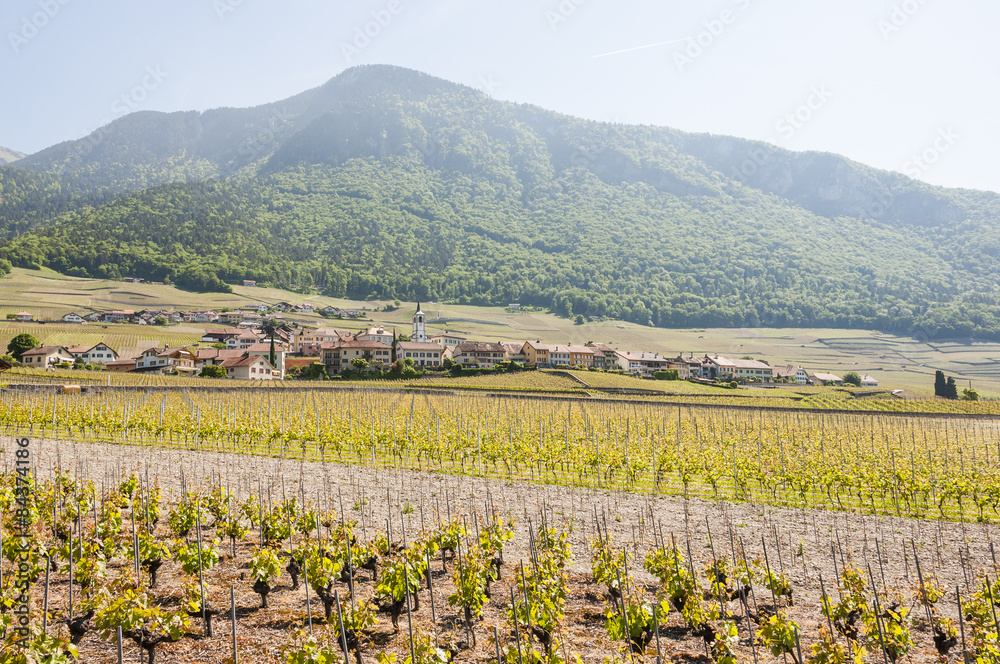 Yvorne, Dorf, Weindorf, Weinreben, Weinproduzenten, Rhonetal, Rhône, Schweiz