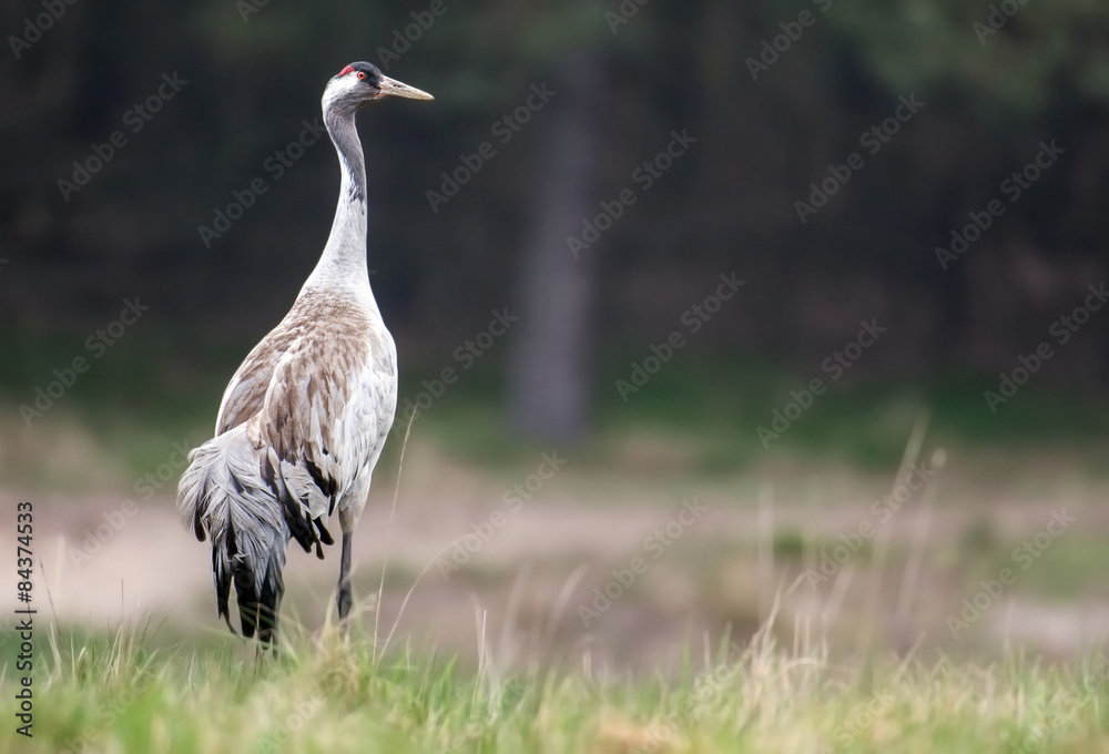 Naklejka premium Common crane (Grus grus)
