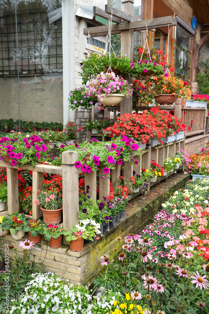 Fototapeta premium flower in pots on sale at the local garden center