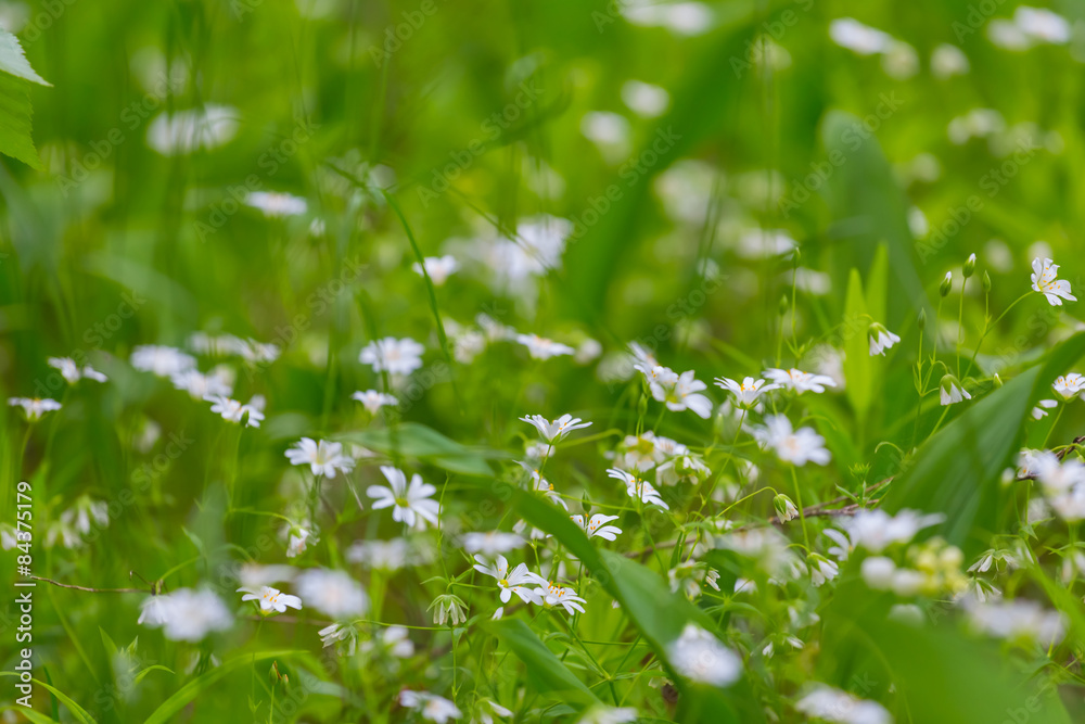 closeup flowers in a grass closeup flowers in a grass