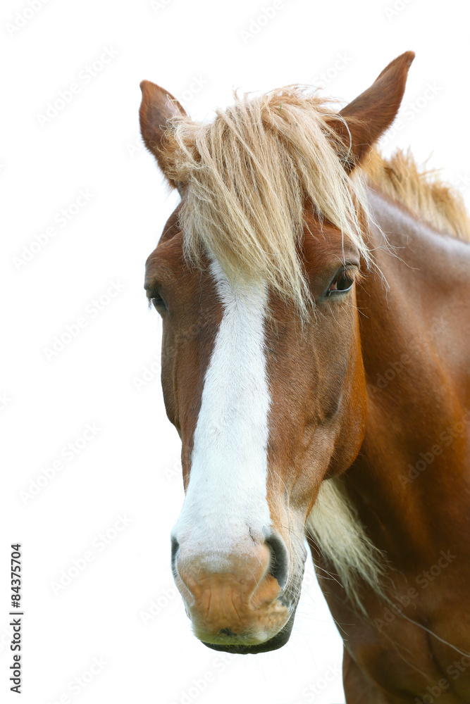 Naklejka premium Portrait of beautiful brown horse over sky background