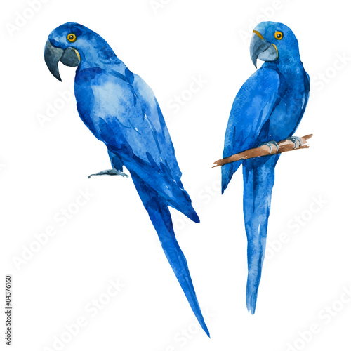 Nice watercolor blue parrots