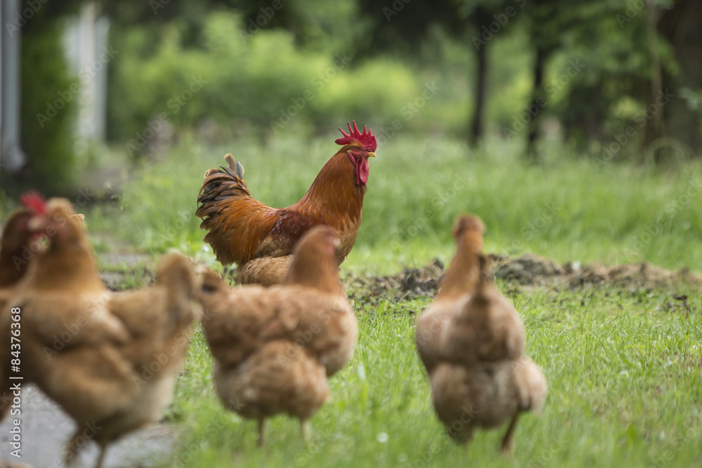 Fototapeta premium Rooster and chickens grazing on the grass.