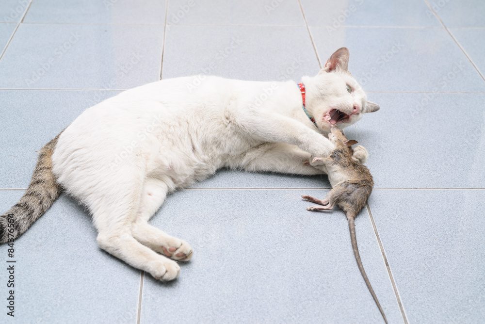 Cat catch and bite mouse, rat