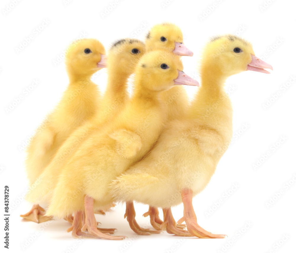 Group ducklings. Group ducklings.