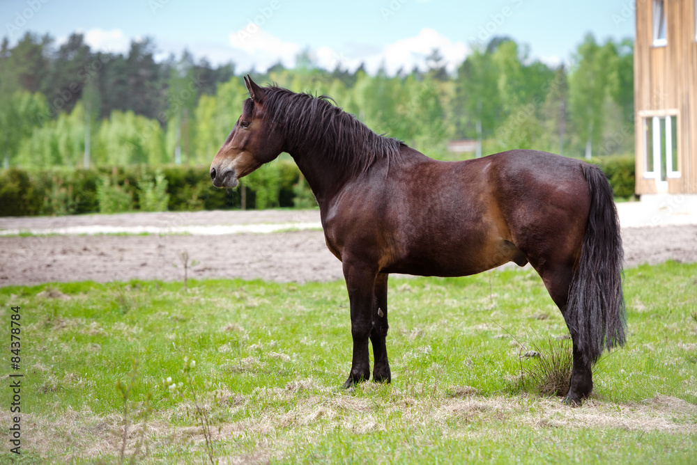 Fototapeta premium brown horse standing outdoors