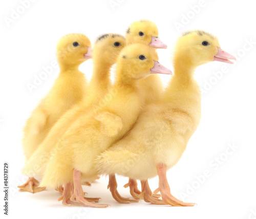 Group ducklings.