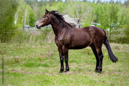 beautiful brown horse standing on a field