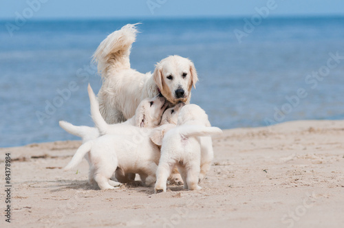 golden retriever dog with her puppies