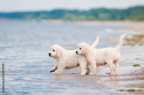 two golden retriever puppies walking into water
