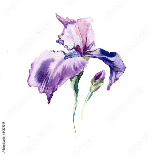 Naklejka na ścianę tęczówka kwiaty akwarela na białym tle na białym tle.