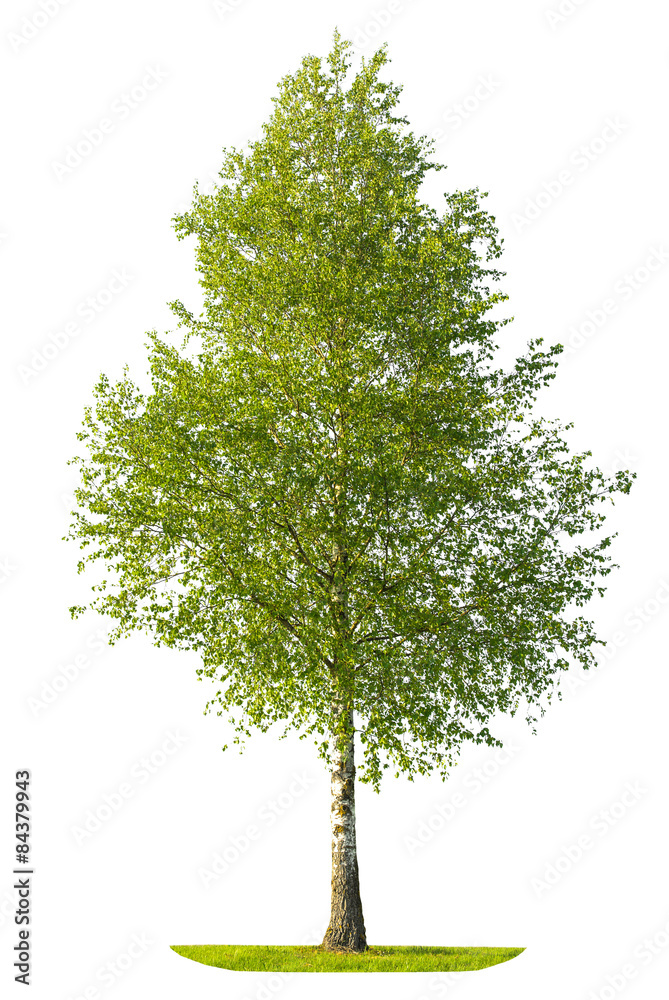 Naklejka premium Zielony wiosny brzozy drzewo odizolowywający na białym tle
