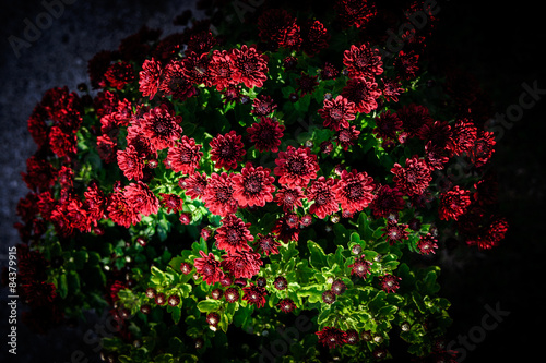 Afternoon light falls on bush of flowers in the garden