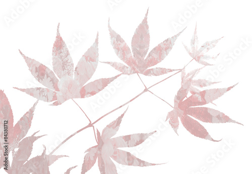 Blätterdesign Fächerahorn floral - auf weißem Hintergrund