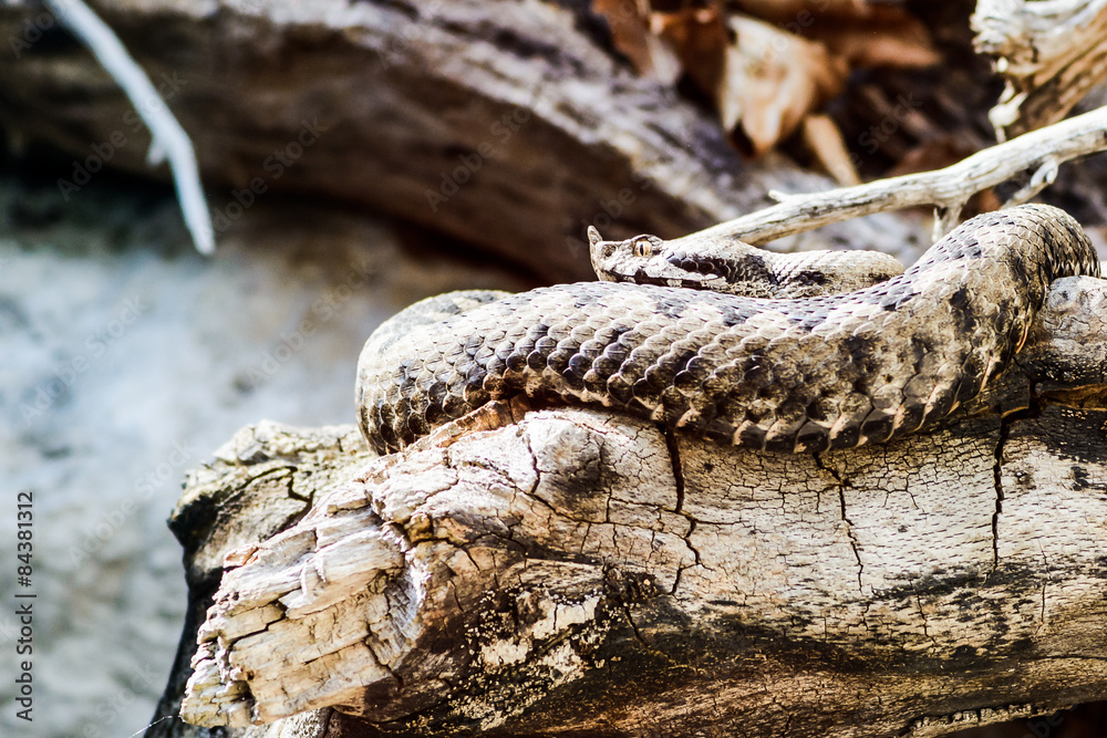 Hornviper liegt auf Baumstumpf nake Viper in attack position with eyes open, with a zigzag pattern Hornviper liegt auf Baumstumpf nake Viper in attack position with eyes open, with a zigzag pattern
