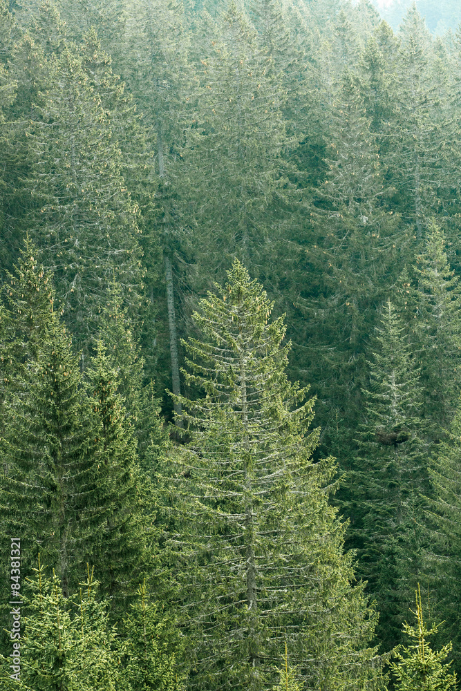 Green coniferous forest with old spruce, fir and pine trees Green coniferous forest with old spruce, fir and pine trees