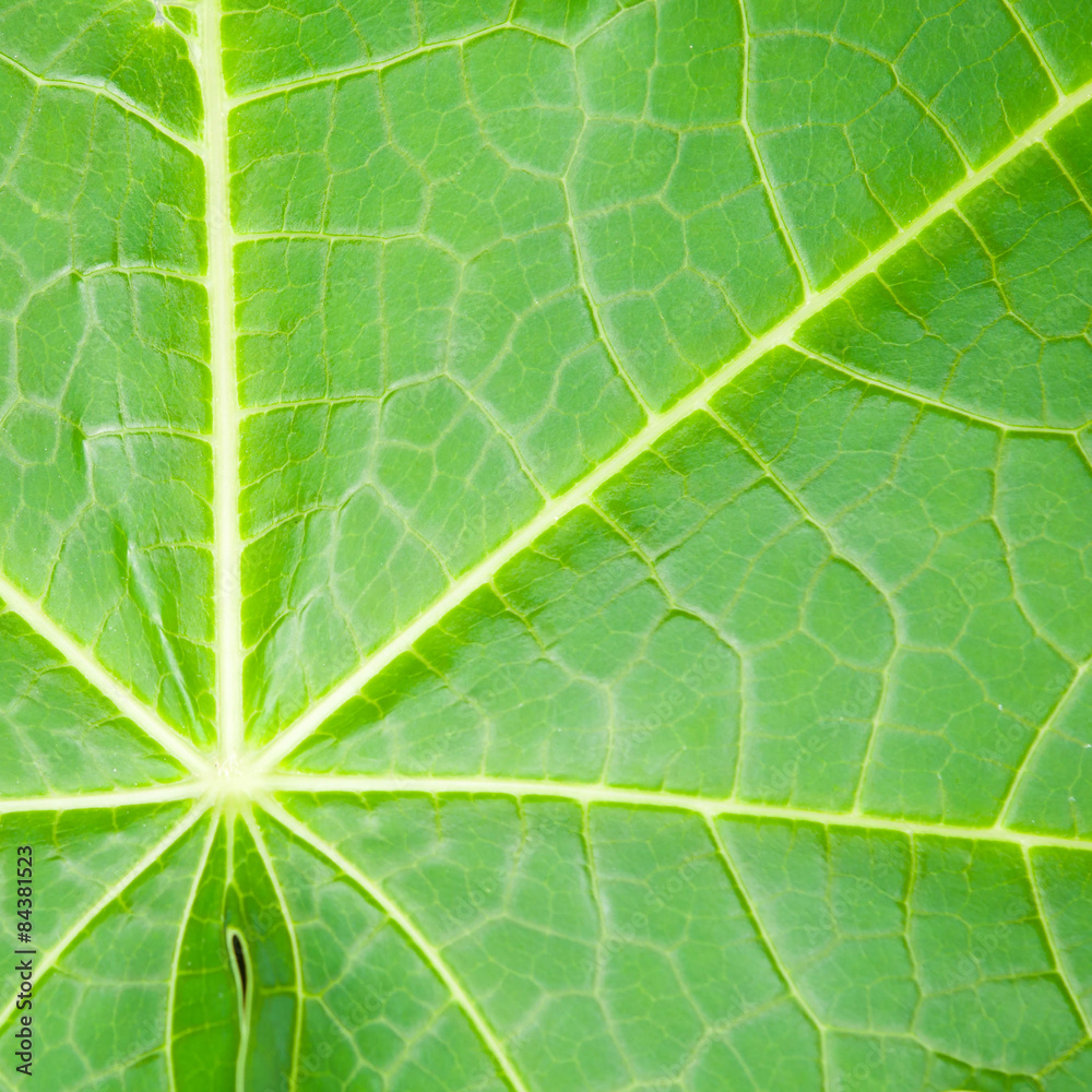Texture of a green leaf as background Texture of a green leaf as background
