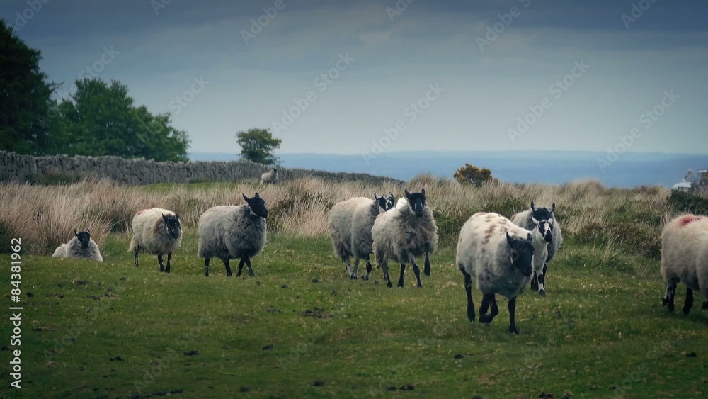 Flock Of Sheep Walking On The Moor Flock Of Sheep Walking On The Moor