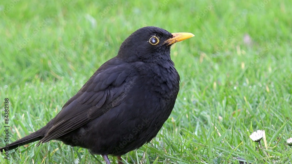 Blackbird Standing on Meadow and blind in one eye Blackbird Standing on Meadow and blind in one eye