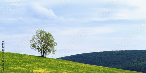 Lonely Spring Tree photo