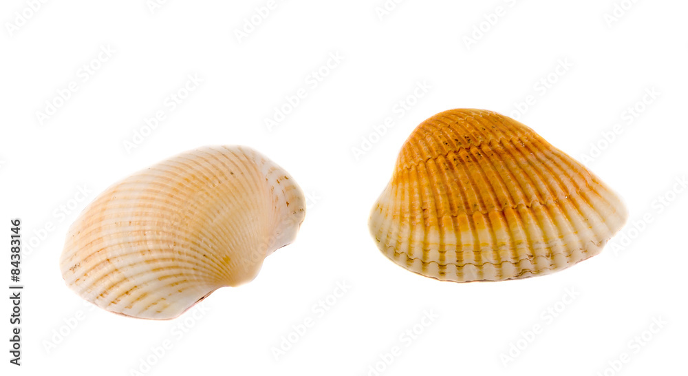 Sea colored shells, close up, isolated, white background. Sea colored shells, close up, isolated, white background.