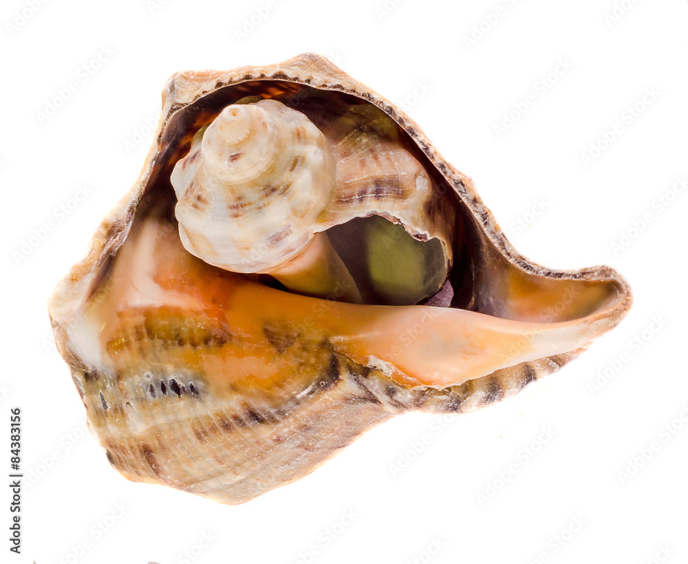 Sea colored shells, close up, isolated, white background.
