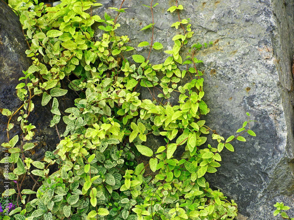 Green ivy on a grey stone. Green ivy on a grey stone.