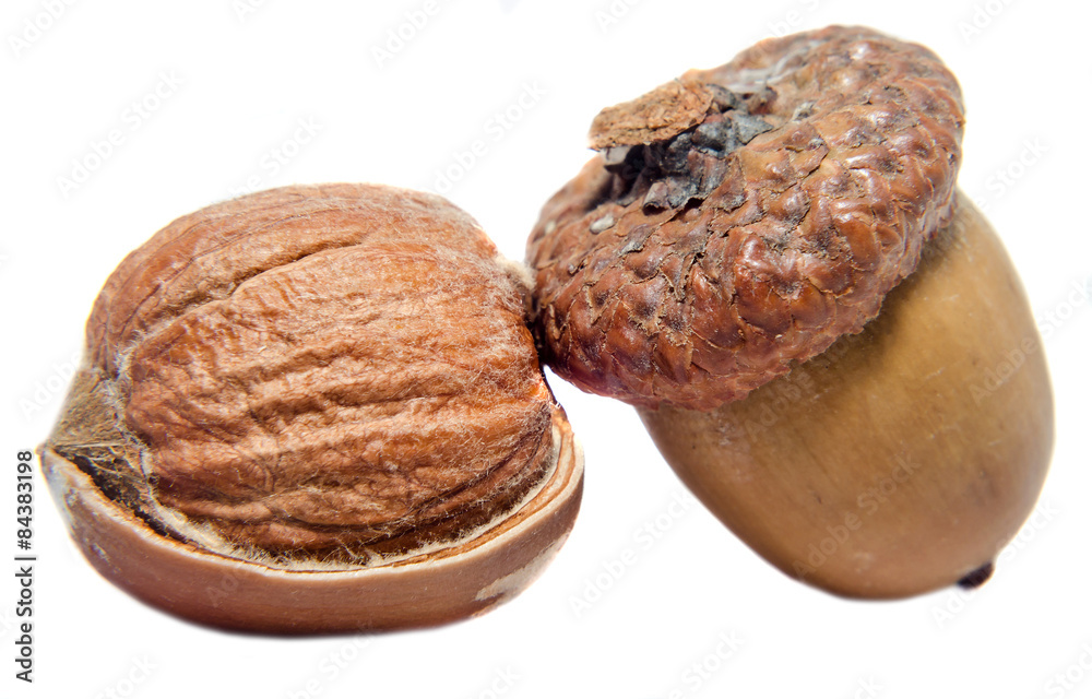 Brown acorn fruits, close up, isolated, white background. Brown acorn fruits, close up, isolated, white background.