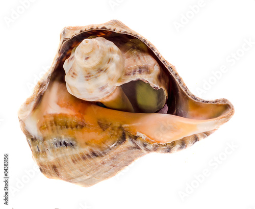 Sea colored shells, close up, isolated, white background.