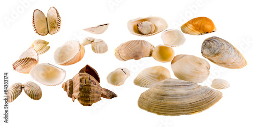 Sea colored shells, close up, isolated, white background.