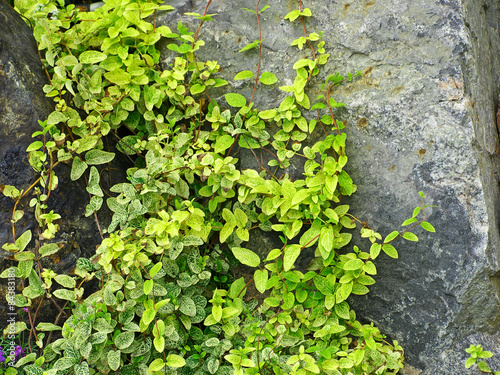 Green ivy on a grey stone.